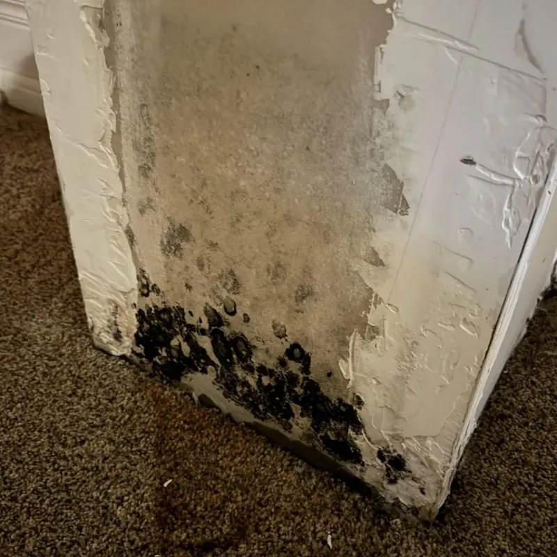 Professional Mold Removal in Black Forest, CO